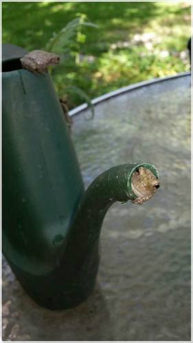 Gray Treefrog photographed in Oklahoma