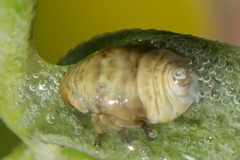 Clastoptera xanthocephala