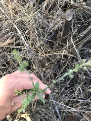 Cynoglossum australe
