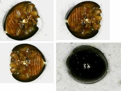 Chilocorus nigritus