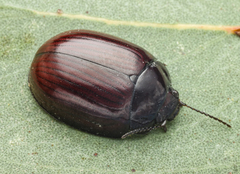 Paropsisterna