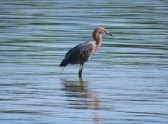 Egretta rufescens