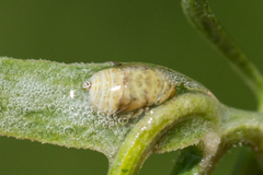 Clastoptera xanthocephala