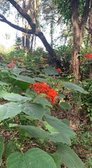 Clerodendrum