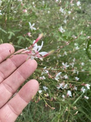 Oenothera filiformis