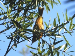 Icterus galbula