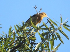 Icterus galbula