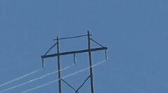 Buteo jamaicensis