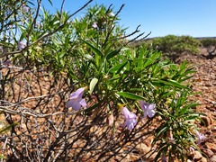 Eremophila freelingii