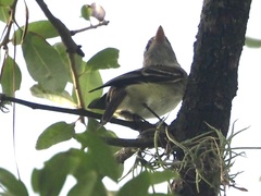 Empidonax minimus