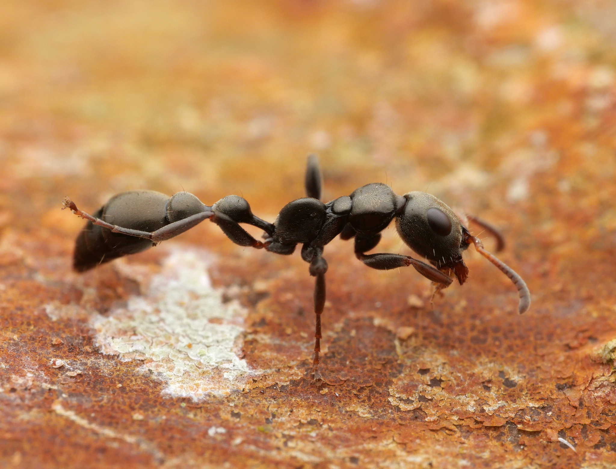 Tetraponera atra