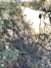 Murgantia histrionica