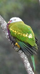 Ptilinopus magnificus