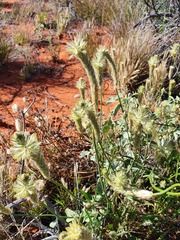 Ptilotus polystachyus