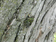 Neotibicen pruinosus