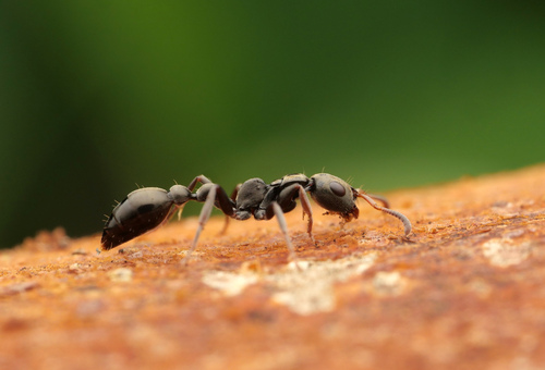 Tetraponera atra
