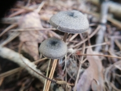 Entoloma