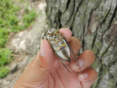 Neotibicen pruinosus