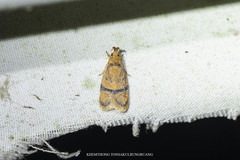 Periacma delegata