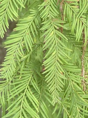 Taxodium distichum