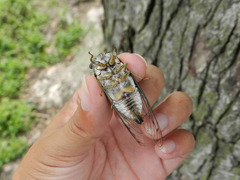 Neotibicen pruinosus