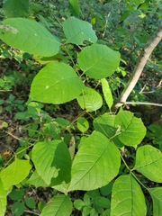 Fraxinus quadrangulata