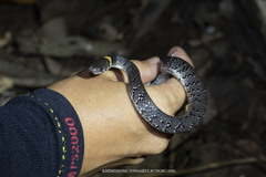 Pareas margaritophorus