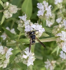 Euodynerus foraminatus