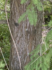 Taxodium distichum