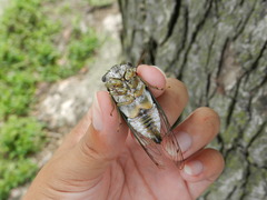 Neotibicen pruinosus