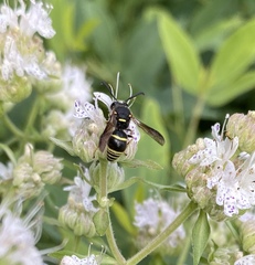 Euodynerus foraminatus