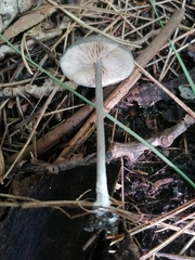 Entoloma