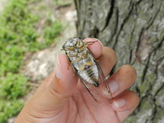 Neotibicen pruinosus