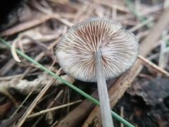 Entoloma
