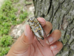 Neotibicen pruinosus