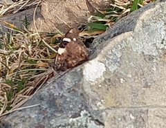 Vanessa itea