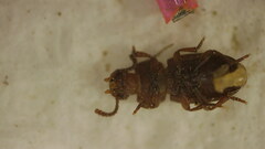 Tenebrioninae