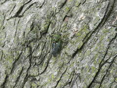 Neotibicen pruinosus