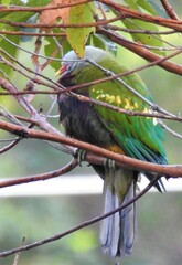 Ptilinopus magnificus