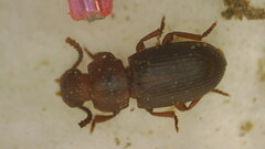 Tenebrioninae
