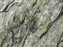 Neotibicen pruinosus