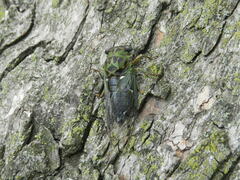 Neotibicen pruinosus