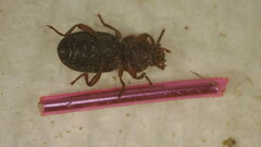 Tenebrioninae