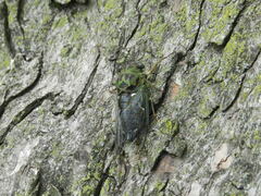 Neotibicen pruinosus