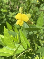 Vigna luteola