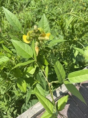 Vigna luteola