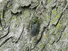 Neotibicen pruinosus