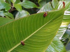 Mahanarva