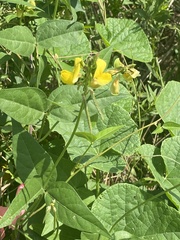 Vigna luteola