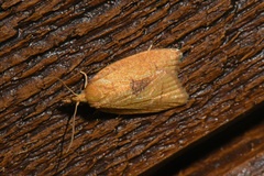 Cenopis mesospila